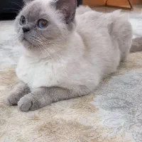 گربه بریتیش ماده رنگ خاص