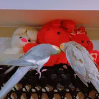 عروس هلندی مولد