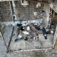 یه تعداد کفتر با تخم و جوجه جیر