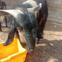 بز نر درجه یک
