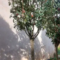 گل فتونیا ،گلدان ۸۰ .قیمت توافقی