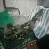 جوجه مینا در شهرک شهید باهنر