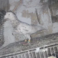 یک عدد پلاکی سرور نر همراه با جوجه پلاکی سبز