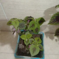 گل های طبیعی