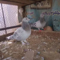کفتر نروماده سبز کلاغ وبدرنگ
