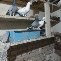 کبوتر|پرنده|گرگان, |دیوار
