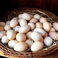 تخم مرغ خانگی
