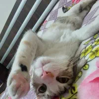 واگذاری رایگان گربه