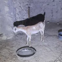 گیسه ماده