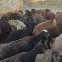 میش و بره