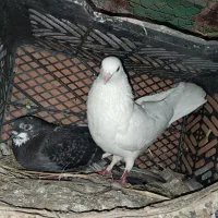 فروش کبوتر پرشی