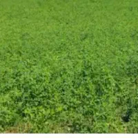 فروش یونجه از سر زمین تر و تازه