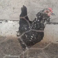 مرغ گلین