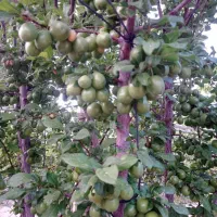 1405متری-آستانه-سنددار-6-دانگ-برق-آب-گاز-استخر