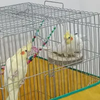 یک جفت عروس هلندی