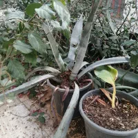 گل آگاو|گل و گیاه طبیعی|یزد, |دیوار