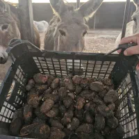 عنبر نسا عنبرنسارا