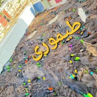 فروش و خریدار مو های طبیعی بدون واسطه(طیموری)