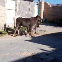 گاو وگوساله