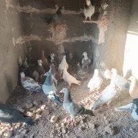 کفتر