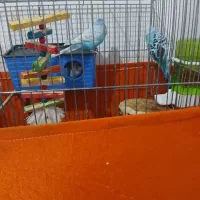 ۵تا مرغ عشق باقفس لوازم