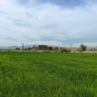 بذر سبزیجات، تخم شوید،چغندر قند لبو ،کود، بذر شلغم