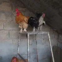 مرغ تخم گذار