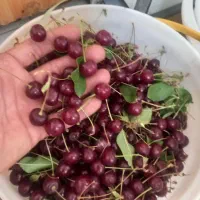 آلبالو مربا شربت آلبالو لواشک البالو آلبالو خشک