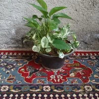 پتوس و سانسوریا