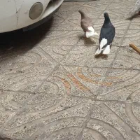 یک جفت دم سفید