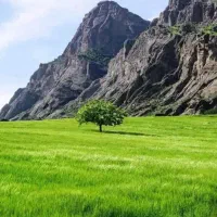 کاز آبیاری درختان لیلک گرگور چاتلخ  باشه