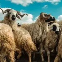 قوچ برای قربانی .