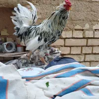 خروس گلین