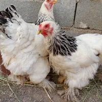 مرغ برهما لایت