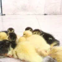 جوجه اردک اسراعیلی