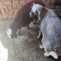 بره نروماده برای قربانی