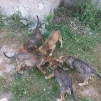 واگذاری توله سگ