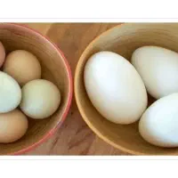 تخم مرغ محلی .تخم غاز