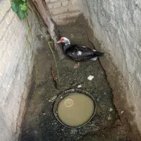 اردک شوروی