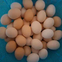 تخم مرغ محلی نطفه دار