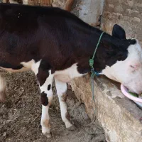 یک راس گوساله ی نر سیمینتال