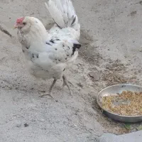 مرغ گلین
