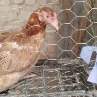 مرغ و خروس