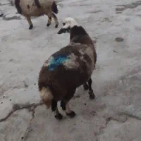 بر نر پلنگی