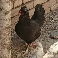 گلین ، مرغ مشکی
