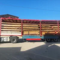 چوب راش،توسکا ،افرا ، صنوبر جنگلی