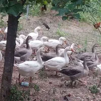 غاز لیندا کاملا ارگانیک