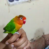 کوتوله رام وحشی