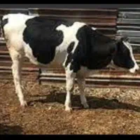 گوساله سبک برای قربانی شهربابک