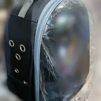 کیف حمل حیوانات